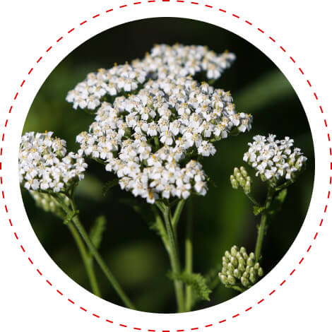 yarrow herb for blood sugar