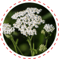 yarrow glucose support
