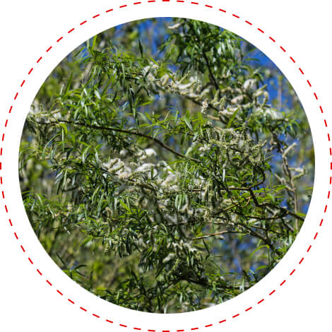 white willow vascular support