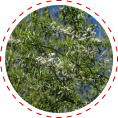 white willow for circulation